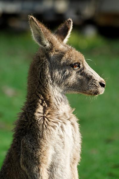 2007 04 30 Great Ocean Road 083_DXO.jpg